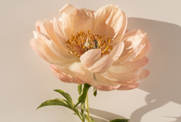 peonia